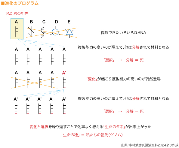 ■進化のプログラム　

