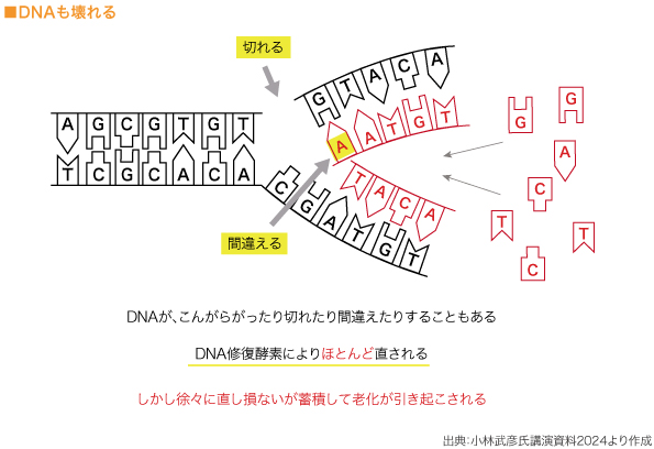 ■DNAも壊れる　

